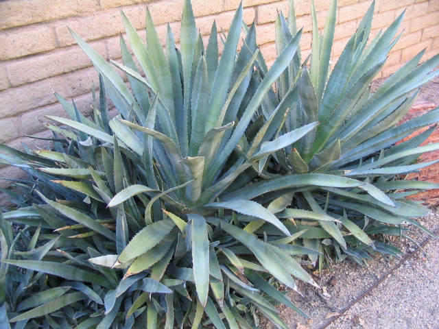 618x457 pixels (250K)